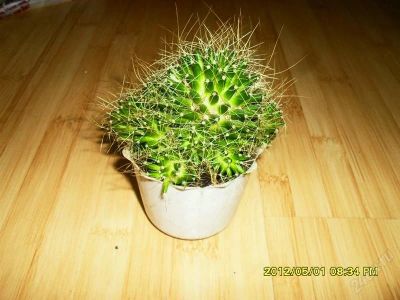 Лот: 912113. Фото: 1. кактусы. Горшечные растения и комнатные цветы