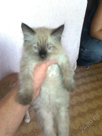 Лот: 1068402. Фото: 1. котик ласковый. Остальные животные