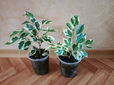 Лот: 25800578. Фото: 1. Фикус Пёстролистный , здоровые... Горшечные растения и комнатные цветы