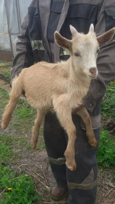 Лот: 9778836. Фото: 1. Козлик альпийский на племя. Остальные животные