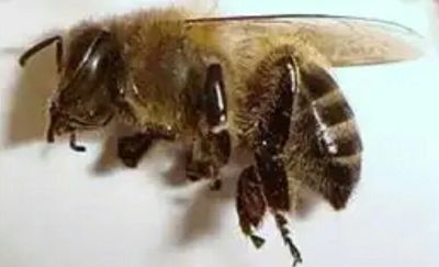 Лот: 10866265. Фото: 1. Пчелиный подмор. Мёд, продукты пчеловодства