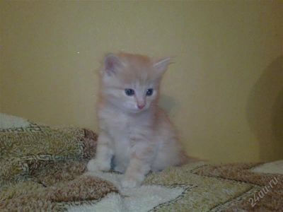 Лот: 1338379. Фото: 1. Очаровательные котята ищут заботливые... Кошки, котята