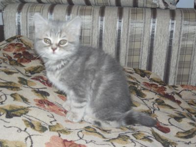 Лот: 4986375. Фото: 1. Британская кошечка. Кошки, котята