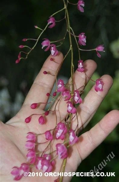 Лот: 1346631. Фото: 1. орхидея Symphyglossum sanguineum. Горшечные растения и комнатные цветы