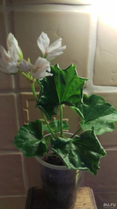 Лот: 16295593. Фото: 1. Пеларгония 'Emma fr. Bengtsbo'. Горшечные растения и комнатные цветы