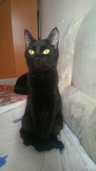 Лот: 13836962. Фото: 1. Кошка. Кошки, котята