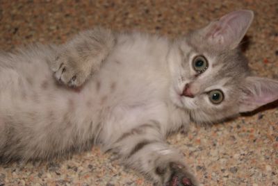 Лот: 8381887. Фото: 1. Отдадим котенка в хорошие ручки... Кошки, котята