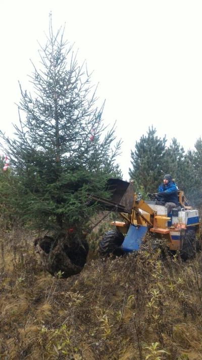 Лот: 10433915. Фото: 1. Ель сибирская (Picea obovata... Декоративные кустарники и деревья