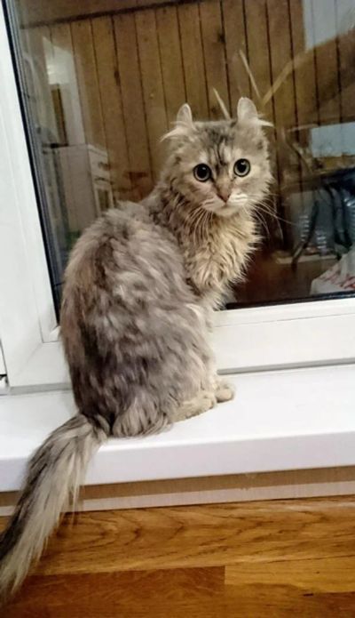 Лот: 10841353. Фото: 1. Кошечка. Кошки, котята