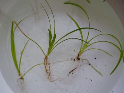 Лот: 3556752. Фото: 1. Сагиттария (Стрелолист) - 5 кустиков. Водные растения