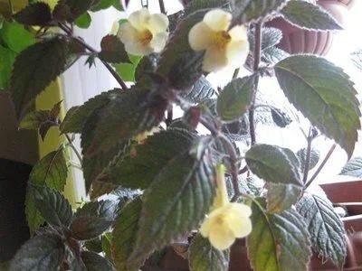 Лот: 2277013. Фото: 1. ахименес -"yellow beauty". Горшечные растения и комнатные цветы
