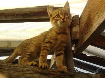 Лот: 2208437. Фото: 1. Отдам кошечку. Кошки, котята