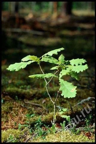 Лот: 399638. Фото: 1. Саженцы дуба. Другое (семена, рассада, садовые растения)