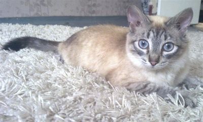 Лот: 974291. Фото: 1. Отдам кошку, очень похожа на тайскую. Остальные животные