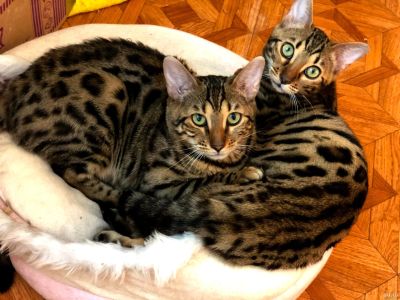 Лот: 12806742. Фото: 1. Бенгальские котята. Кошки, котята