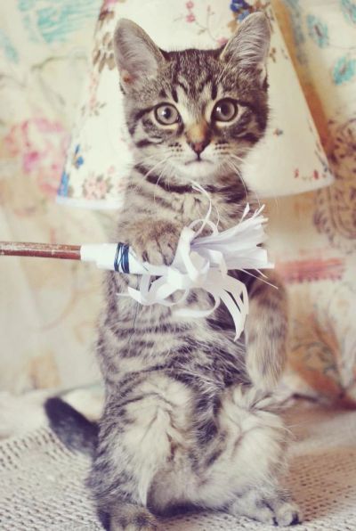 Лот: 4417633. Фото: 1. Полосатый котенок ищет семью. Кошки, котята