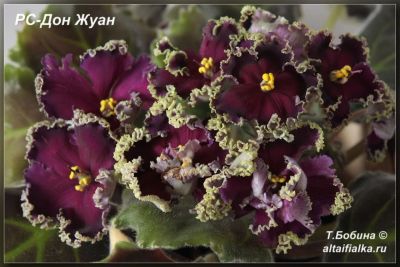 Лот: 15761704. Фото: 1. "РС–Дон Жуан" детка фиалки. Махровые... Разное