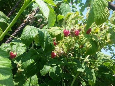 Лот: 7843689. Фото: 1. Малина свежая, с куста. Урожай... Ягоды, орехи