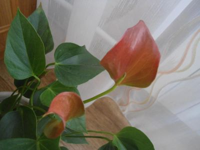 Лот: 10376526. Фото: 1. антуриум красно -розовый Nano... Горшечные растения и комнатные цветы