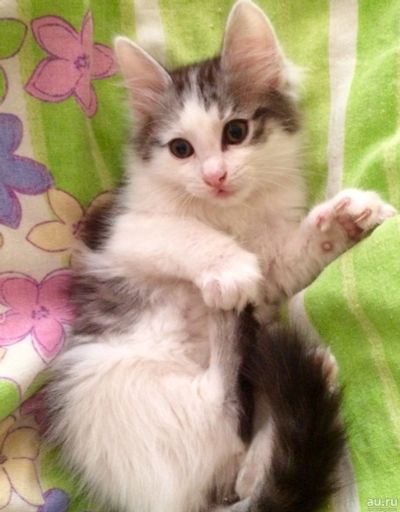 Лот: 18122750. Фото: 1. Котёнок пуховый , ласковый обаяшка. Кошки, котята