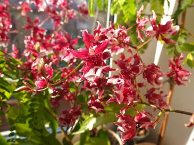 Лот: 7094743. Фото: 1. Камбрия. Горшечные растения и комнатные цветы