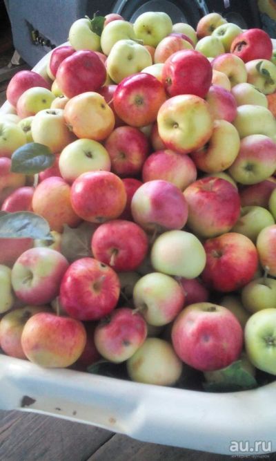 Лот: 8083121. Фото: 1. Яблочки 10л. Овощи, фрукты, зелень