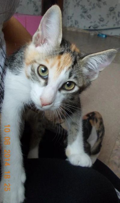 Лот: 4418316. Фото: 1. Котёнка в хорошие руки!. Кошки, котята