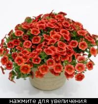 Лот: 7285646. Фото: 1. Калибрахоа Dream Kisses Orange... Садовые цветы