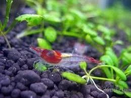 Лот: 1775240. Фото: 1. Взрослые креветки Рили (Neocaridina... Моллюски, ракообразные, кораллы