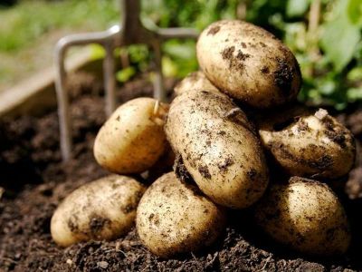 Лот: 7596737. Фото: 1. Картофель чистый вкусный домашний... Картофель