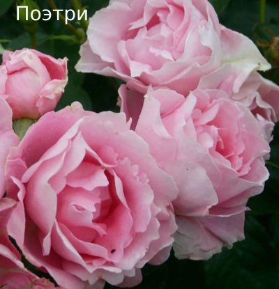 Лот: 20017459. Фото: 1. Саженцы розы Поэтри. Декоративные кустарники и деревья