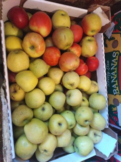 Лот: 15253593. Фото: 1. Лот №3, яблоки некондиция. Овощи, фрукты, зелень