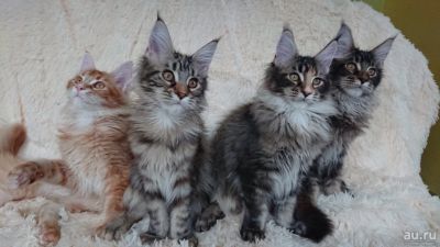 Лот: 13741442. Фото: 1. Котята Мейн-Кун. Кошки, котята