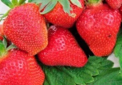 Лот: 14359508. Фото: 1. Земляника садовая ремонтантная... Ягоды