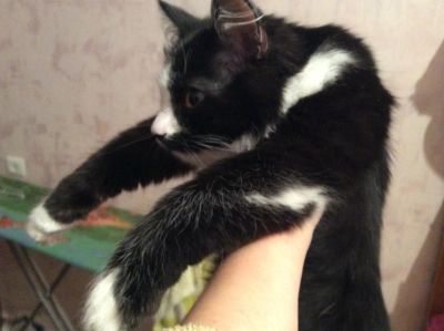 Лот: 6627496. Фото: 1. Подарю котика!. Кошки, котята