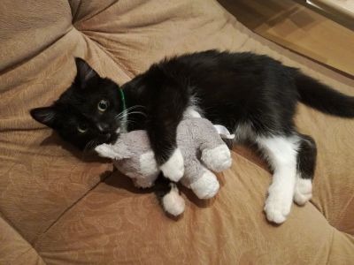 Лот: 14792740. Фото: 1. Котенок. Кошки, котята
