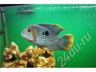 Лот: 455074. Фото: 1. акара бирюзовая молодь .Цена за... Рыбки