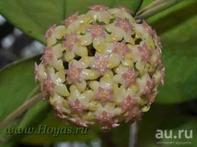 Лот: 13552516. Фото: 1. Хойя Hoya cv.Joy-7 узлов. Горшечные растения и комнатные цветы