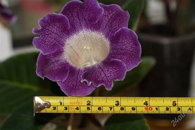 Лот: 2900623. Фото: 1. Глоксиния 45 (цветущее растение... Горшечные растения и комнатные цветы