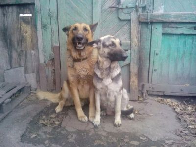 Лот: 10542791. Фото: 1. Щенки восточно-европейской овчарки. Собаки, щенки