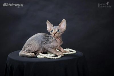 Лот: 6107732. Фото: 1. Велюровый полосатый очаровательный... Кошки, котята