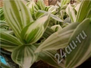 Лот: 435104. Фото: 1. Традесканция-отростки. Горшечные растения и комнатные цветы