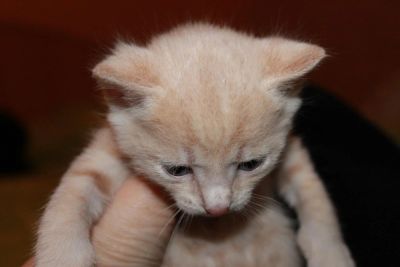 Лот: 4929422. Фото: 1. Отдам котенка в хорошие руки... Кошки, котята