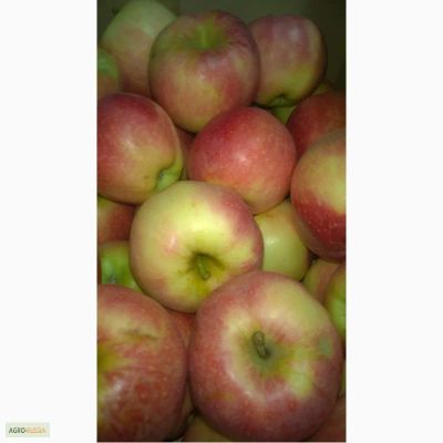 Лот: 4969206. Фото: 1. Яблоки краснодарские. Овощи, фрукты, зелень