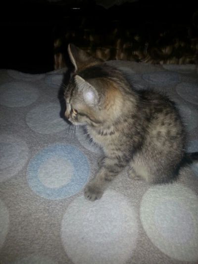 Лот: 4380044. Фото: 1. Котенок - тигренок (очень ласковый... Кошки, котята