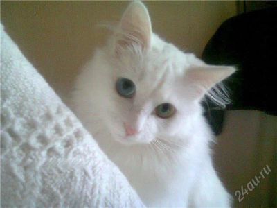 Лот: 3342942. Фото: 1. Чистокровная ангорская кошка альбинос... Кошки, котята