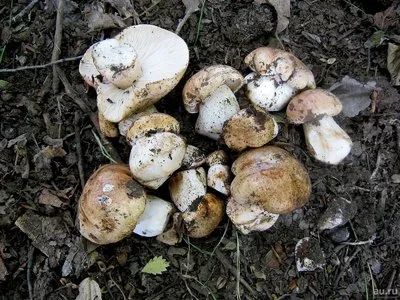 Лот: 12182285. Фото: 1. Свежие подтопольники. Грибы