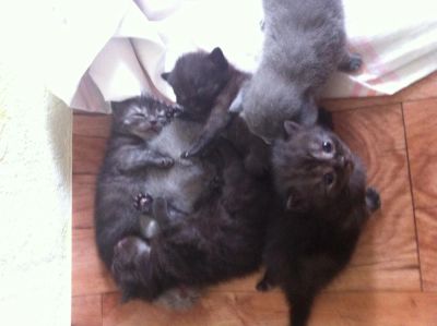 Лот: 4174440. Фото: 1. Шотландские плюшевые котята. Кошки, котята