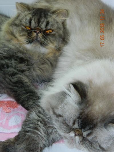Лот: 10290272. Фото: 1. Молодой персидский кот ищет молодую... Кошки, котята