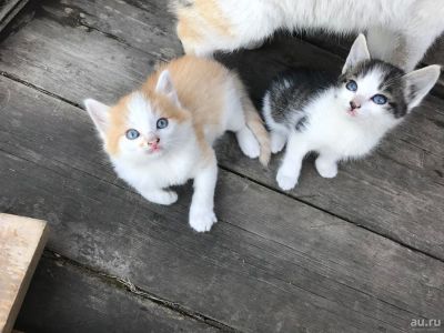 Лот: 9903164. Фото: 1. Котята. Кошки, котята